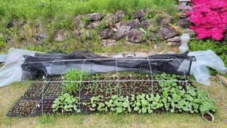 김중언님의 호박 · 영농일지 작성글 사진