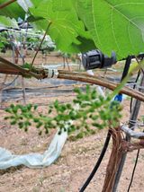 팜모닝 농사, 무엇이든 물어보세요!·참여글 게시글 이미지