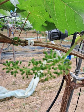 포도님의 농사, 무엇이든 물어보세요! · 참여글 작성글 사진
