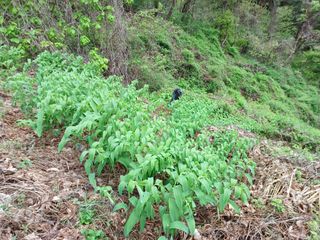 오영도님의 자유주제 · 자유게시판 작성글 사진