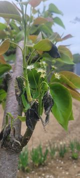 팜모닝 농사, 무엇이든 물어보세요!·참여글 게시글 이미지