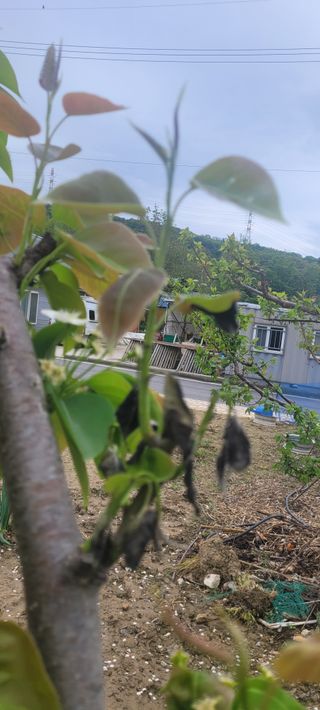 까마구님의 농사, 무엇이든 물어보세요! · 참여글 작성글 사진