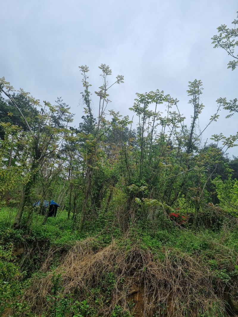 장터 상품 [가죽나무순2키로] 썸네일