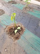 팜모닝 농사, 무엇이든 물어보세요!·참여글 게시글 이미지