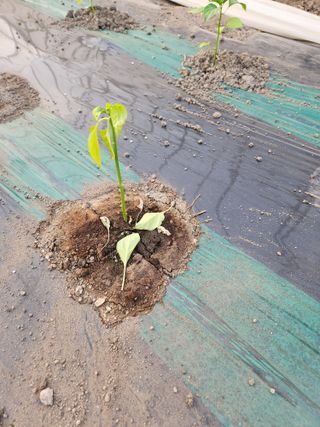 계곡이예요님의 농사, 무엇이든 물어보세요! · 참여글 작성글 사진
