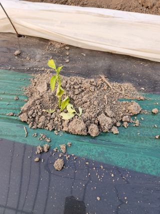 계곡이예요님의 농사, 무엇이든 물어보세요! · 참여글 작성글 사진