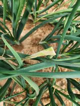 팜모닝 농사, 무엇이든 물어보세요!·참여글 게시글 이미지