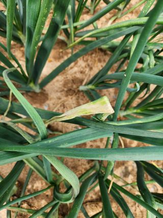 은수 은서아빠^^♡님의 농사, 무엇이든 물어보세요! · 참여글 작성글 사진