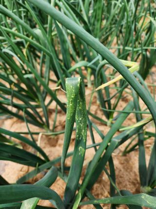 은수 은서아빠^^♡님의 농사, 무엇이든 물어보세요! · 참여글 작성글 사진
