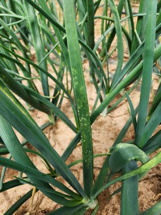 은수 은서아빠^^♡님의 농사, 무엇이든 물어보세요! · 참여글 작성글 사진