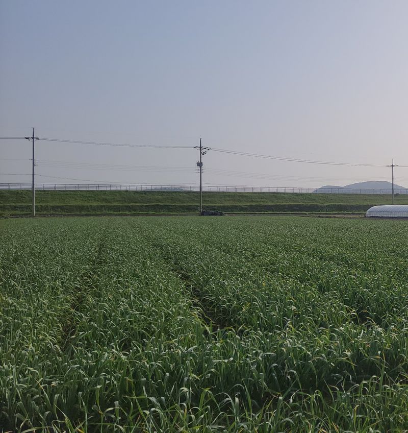 농사꾼 단비님의 장터 판매 상품 [24년햇 마늘쫑.판매완료] 첨부 사진