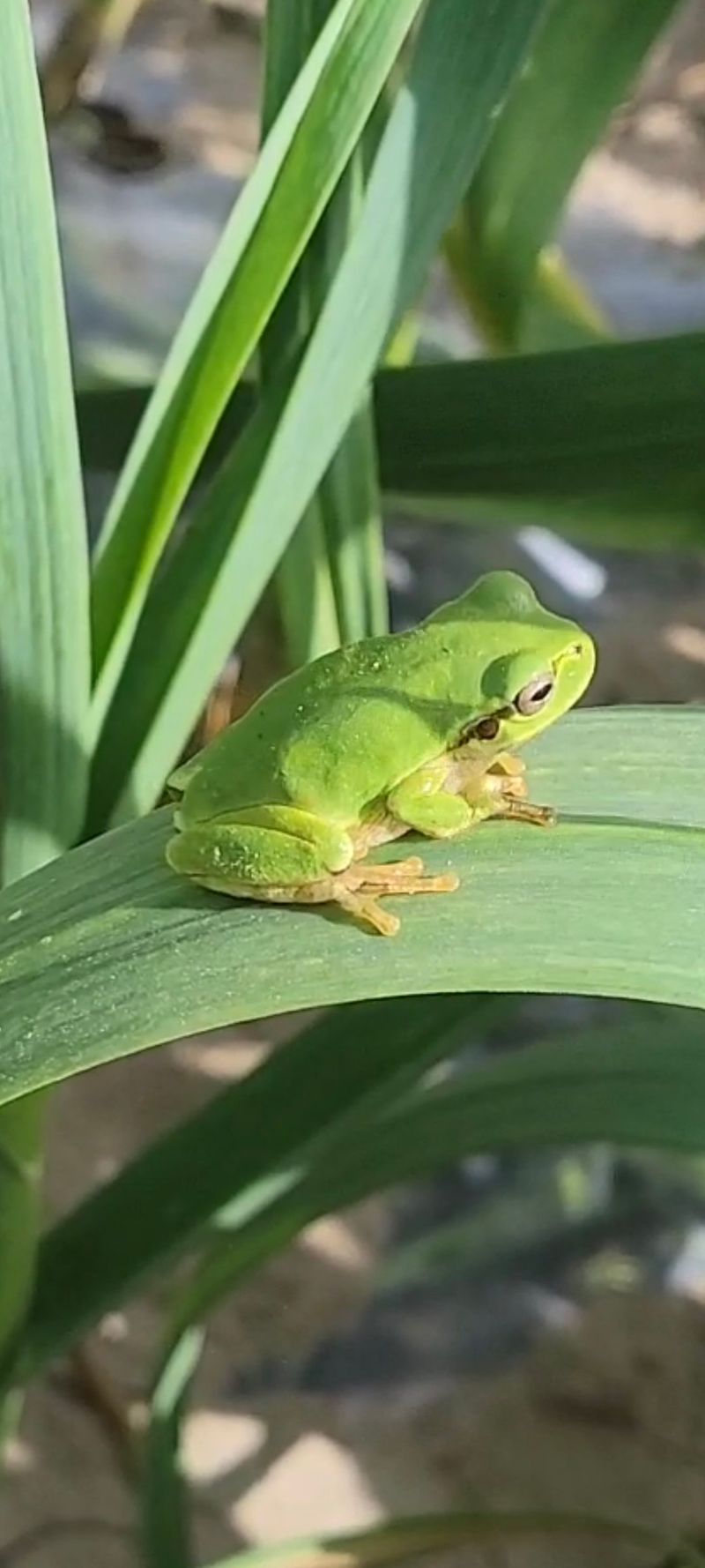 농사꾼 단비님의 장터 판매 상품 [24년햇 마늘쫑.판매완료] 첨부 사진