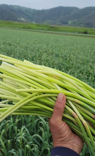 농사꾼 단비님의 작성글 사진