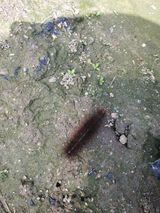 팜모닝 감자·병해충상담 게시글 이미지