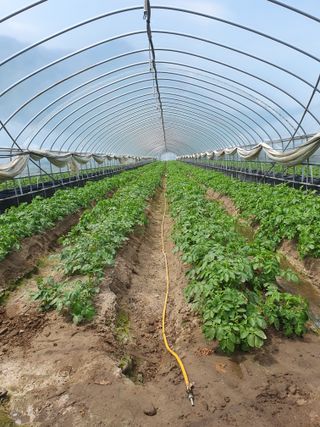 임한혁님의 감자 · 병해충상담 작성글 사진