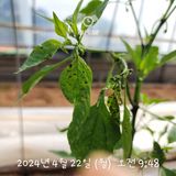 팜모닝 고추·병해충상담 게시글 이미지