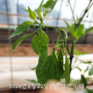 충남 영아님의 고추 · 병해충상담 작성글 사진