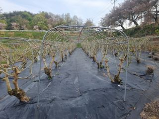정영기대산축산농부♡님의 자유주제 · 자유게시판 작성글 사진