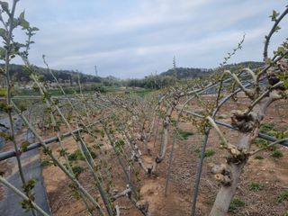 정영기대산축산농부♡님의 자유주제 · 자유게시판 작성글 사진