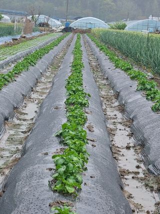 블루베리12300님의 자유주제 · 자유게시판 작성글 사진