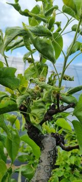 팜모닝 배·병해충상담 게시글 이미지