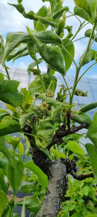 화성시정남면신리님의 배 · 병해충상담 작성글 사진