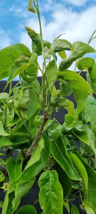 화성시정남면신리님의 배 · 병해충상담 작성글 사진