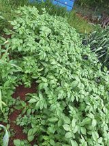 팜모닝 감자·영농일지 게시글 이미지