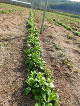 팜모닝 자유주제·자유게시판 게시글 이미지