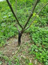 팜모닝 농사, 무엇이든 물어보세요!·참여글 게시글 이미지