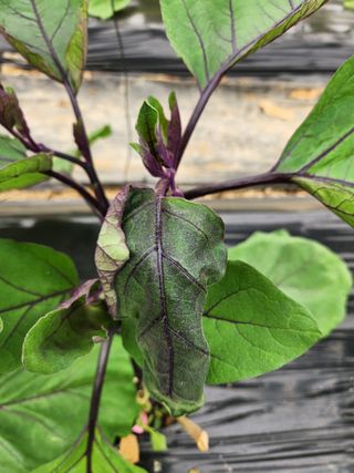 은수 은서아빠^^♡님의 기타작물 · 병해충상담 작성글 사진