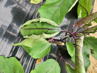 은수 은서아빠^^♡님의 기타작물 · 병해충상담 작성글 사진