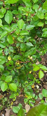 팜모닝 기타작물·병해충상담 게시글 이미지