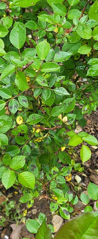 오재오님의 기타작물 · 병해충상담 작성글 사진