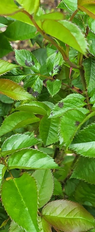 오재오님의 기타작물 · 병해충상담 작성글 사진