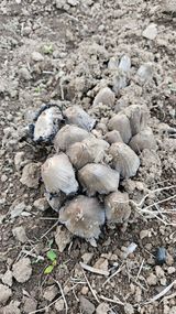 팜모닝 농사, 무엇이든 물어보세요!·참여글 게시글 이미지