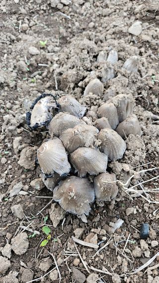 안병조님의 농사, 무엇이든 물어보세요! · 참여글 작성글 사진