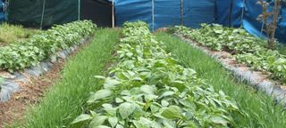 생명샘님의 감자 · 영농일지 작성글 사진