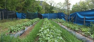 생명샘님의 감자 · 영농일지 작성글 사진