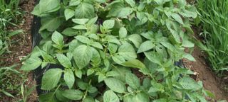 생명샘님의 감자 · 영농일지 작성글 사진