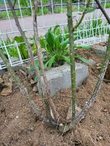 팜모닝 농사, 무엇이든 물어보세요!·참여글 게시글 이미지