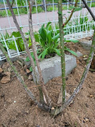 김경순님의 농사, 무엇이든 물어보세요! · 참여글 작성글 사진