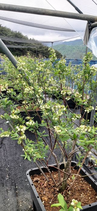 산마루농장님의 블루베리 · 자유게시판 작성글 사진