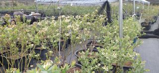 산마루농장님의 블루베리 · 자유게시판 작성글 사진