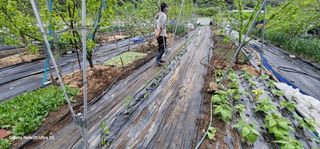 곽해선님의 고추 · 영농일지 작성글 사진