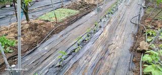 곽해선님의 고추 · 영농일지 작성글 사진