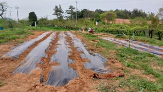 나수일님의 감 · 자유게시판 작성글 사진