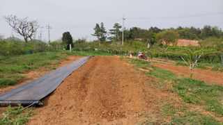 나수일님의 감 · 자유게시판 작성글 사진