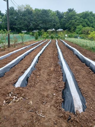 무심63님의 고추 · 영농일지 작성글 사진