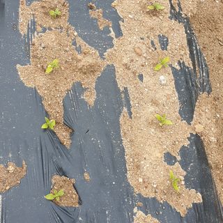 체리샴푸님의 참깨 · 병해충상담 작성글 사진